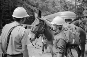 Black and white photo of two men in hard hats one with his hand on the head of a mule near a trailer.