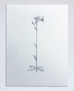 An illustration of Robin’s plantain plant (Erigeron pulchellus)