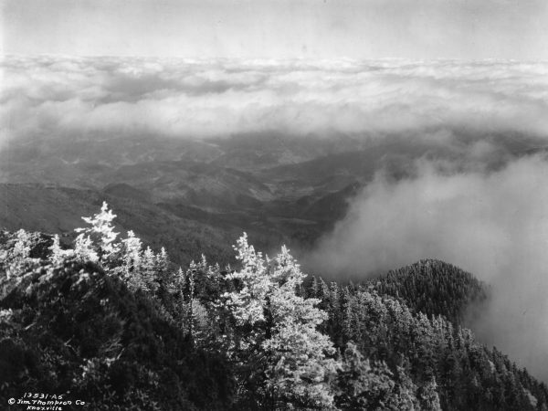 A rugged landscape stretches into a sea of clouds in this undated photo taken from Myrtle Point atop Mount Le Conte, a viewpoint that remains a popular destination for hikers. Photo provided by Thompson Photograph Collection, Calvin M. McClung Historical Collection, Knox County Public Library.