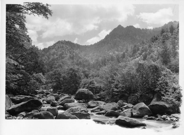 Trees cover Chimney Tops as seen from Indian Gap Trail many decades before the 2016 Chimney Tops 2 fire and subsequent erosion took them down to bare rock. Photo provided by Thompson Photograph Collection, Calvin M. McClung Historical Collection, Knox County Public Library.