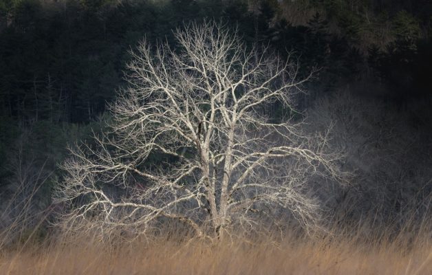 Still in winter form, a sentinel tree in Cades Cove basks in the early spring light. Canon EOS 5DMkIII + Canon EF 70-200mm f/2.8 L IS II USM at 200mm, f/16, 1/30s, ISO200. Provided by Michele Sons.