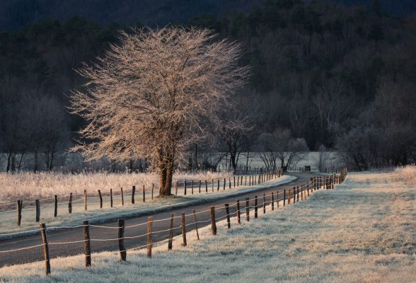 Frost coats an aged sentinel tree on a lane in Cades Cove as it catches the light streaming along this valley in the early morning. Canon EOS 5DMkIII + Canon EF 70-200mm f/2.8 L IS II USM at 140mm, f/16, 1/60s, ISO100. Provided by Michele Sons.